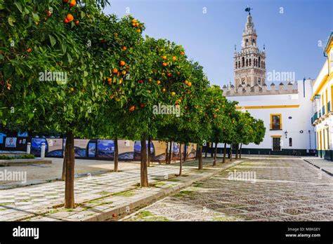 Il Patio de los Naranjos con alberi di arancio e la Giralda sullo sfondo