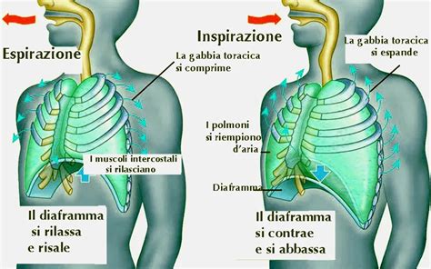 Diagramma anatomico delle ferite da crocifissione e il meccanismo di respirazione sulla croce