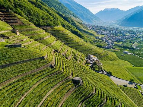 Foto dei caratteristici terrazzamenti panteschi con alberelli di vite e vegetazione spontanea