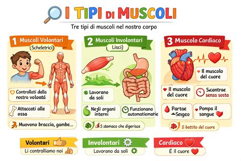 Infografica sui muscoli chiave per la pole dance