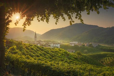 Vigneto curato e illuminato dal sole, simbolo della vigna di Dio