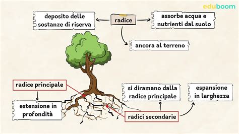 Schema illustrativo che mostra la differenza tra una pianta idratata (struttura cellulare rigida) e una disidratata (struttura cellulare collassata)