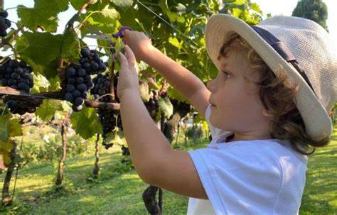 Foto di bambini durante l'attività di vendemmia