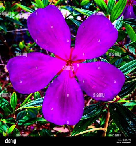 illustrazione dettagliata di un fiore di viola con petali viola