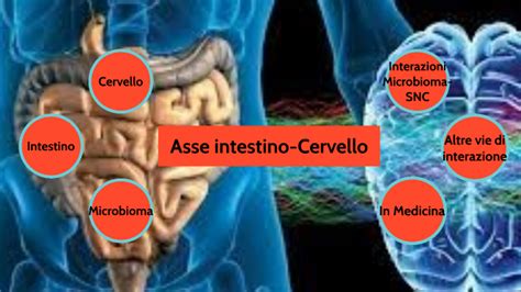 Schema che illustra l'asse intestino-cervello con i suoi collegamenti neurologici, immunitari ed endocrini.