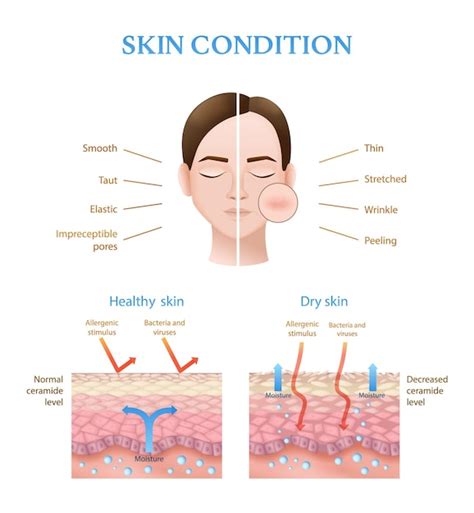 Infografica che confronta la struttura neurologica della pelle e dell'intestino.