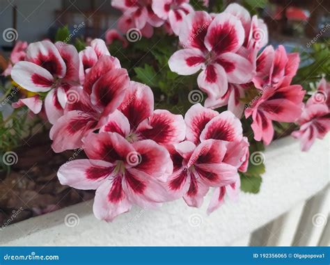 pianta di geranio con fiori rosa e foglie