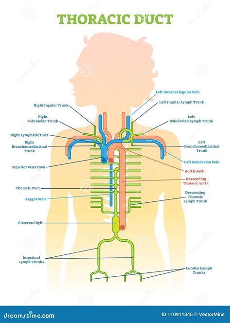 illustrazione medica del dotto toracico e del sistema linfatico