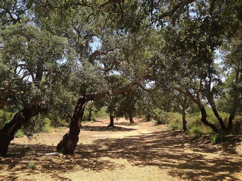 Esempio di fauna presente nel Bosco di Santo Pietro