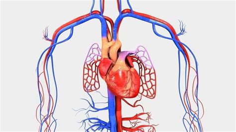 Schema del sistema circolatorio come ipotizzato nel Papiro Ebers
