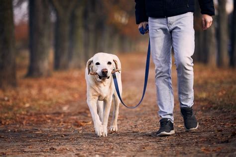 Sposa con il suo cane al guinzaglio che la accompagna