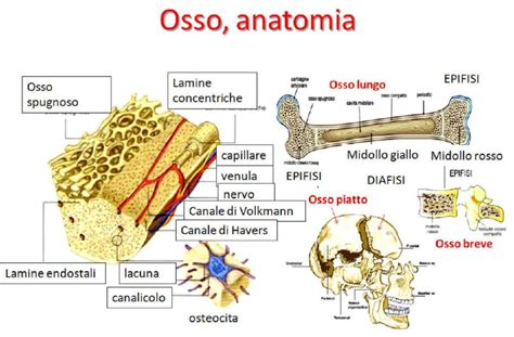 Schema grafico che illustra la struttura delle litanie: invocazione alla Trinità, elenco dei santi e formula di supplica finale.