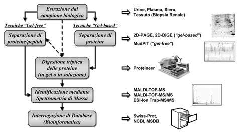 infografica che illustra il processo di analisi proteomica e i 60 parametri del test CEIA