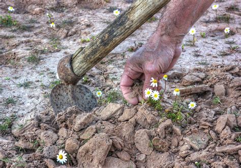 Immagine di mani che lavorano in un campo arido con spine e cardi