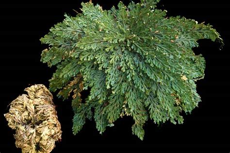 Illustrazione botanica della Selaginella lepidophylla con dettagli sulle fronde secche e reidratate.