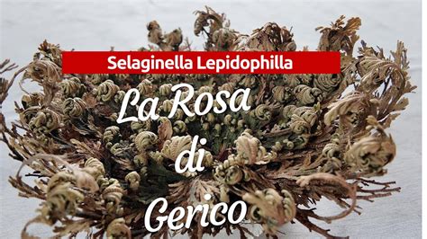 Confronto visivo tra la Selaginella lepidophylla (falsa rosa di Gerico) e l'Anastatica hierochuntica (vera rosa di Gerico).