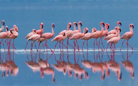 Foto di fenicotteri rosa in una laguna salata ad Anegada
