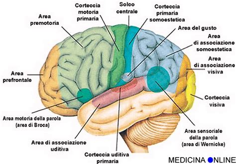schema delle aree cerebrali coinvolte nella decisione e nel movimento