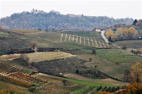 Paesaggio collinare delle Marche con vigneti e borghi sullo sfondo