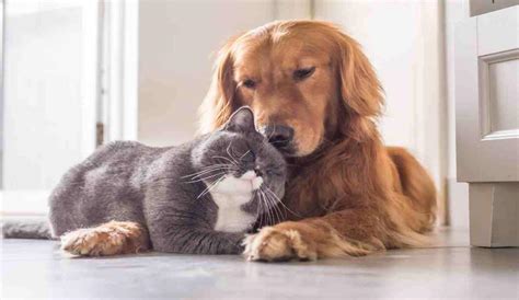 Foto di animali domestici (cani, gatti, conigli) in attesa di essere benedetti davanti a una chiesa o in un parco, in un contesto gioioso.
