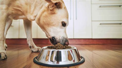 Foto di un cane che mangia serenamente dalla sua ciotola mentre una persona è nelle vicinanze, per illustrare una relazione equilibrata.