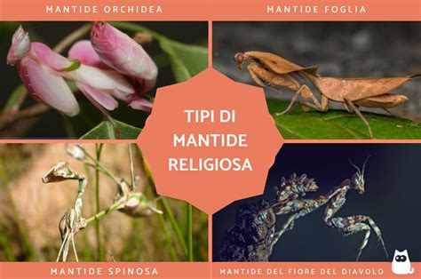 infografica sulle abitudini alimentari e la dieta della mantide religiosa
