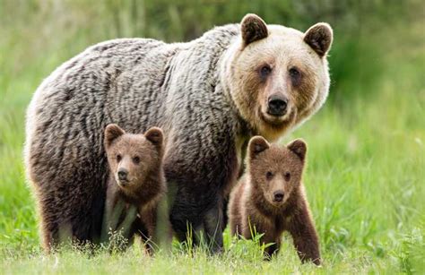 illustrazione di un pellegrino che incontra un orso mansueto