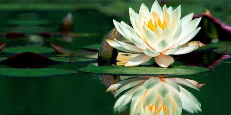 Simbolo della purezza, come un giglio