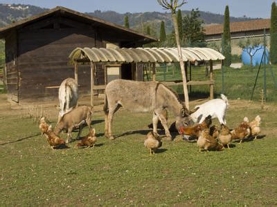 Foto di fattoria didattica con animali da cortile e spazi per attività