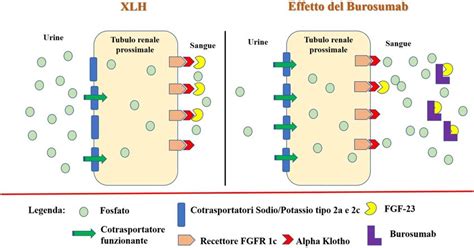 Rappresentazione grafica degli effetti benefici dell'incenso benzoino