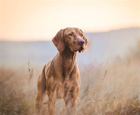 Cane di razza Weimaraner (il 