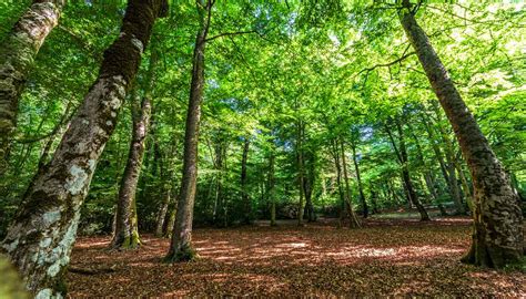 Paesaggio della Foresta Umbra