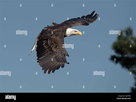 primo piano di un'aquila maestosa in volo