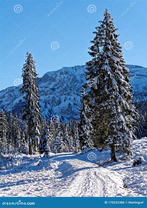 Paesaggio boschivo attraversato dal sentiero, con particolare attenzione ai tratti sterrati.