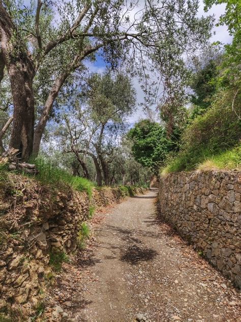 Dettaglio di un tratto del sentiero con vegetazione e terreno sterrato.
