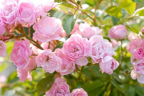 Un roseto fiorito in inverno