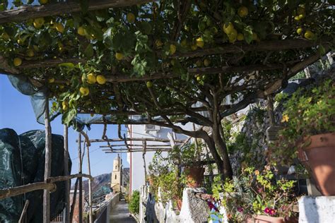 Terrazzamenti di limoni lungo la Via Maestra dei Villaggi