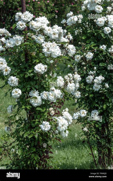 Una rosa bianca a cespuglio con petali delicati