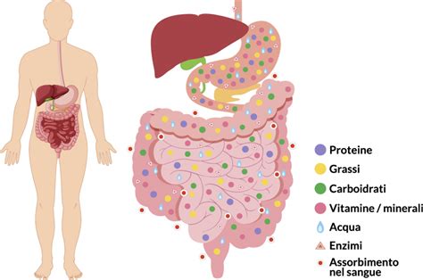 Infografica sui benefici dell'Ayran per la digestione, idratazione e apporto di sali minerali