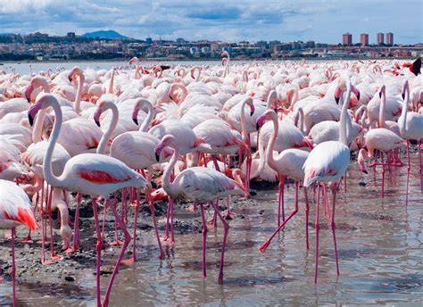 Fenicotteri rosa nello stagno di Colostrai, Sardegna