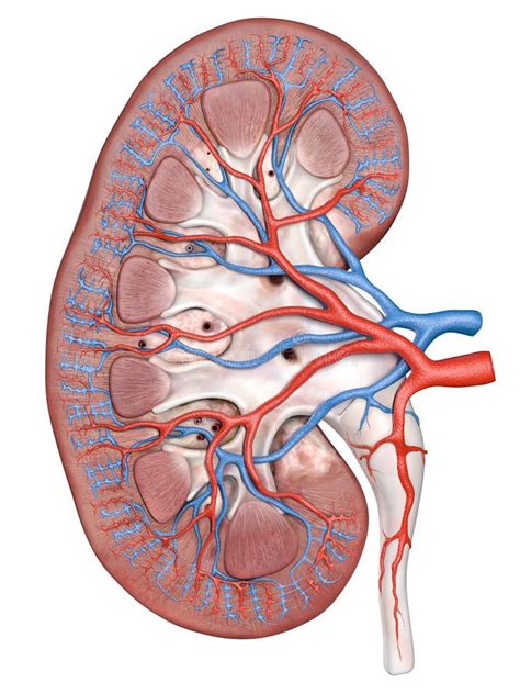Illustrazione scientifica di un rene umano con evidenziate le aree trattate dalla microchirurgia pediatrica.