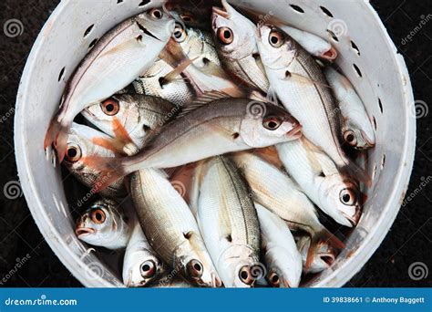 Foto di pesce fresco pescato in modo sostenibile