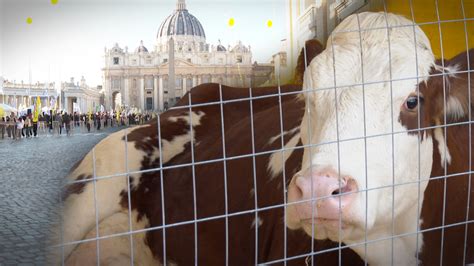 Foto di animali domestici e da allevamento radunati per la benedizione in piazza Pio XII