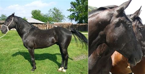 Due esemplari di cavallo romano della Maremma Laziale