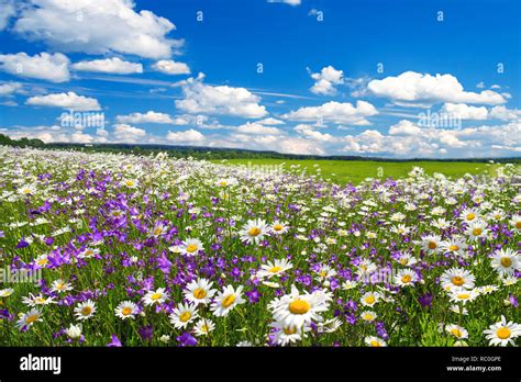 Campo fiorito o alveari nel paesaggio del Sannio