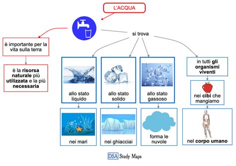 Schema che illustra la composizione corporea in acqua e il suo ruolo nel trasporto di nutrienti.