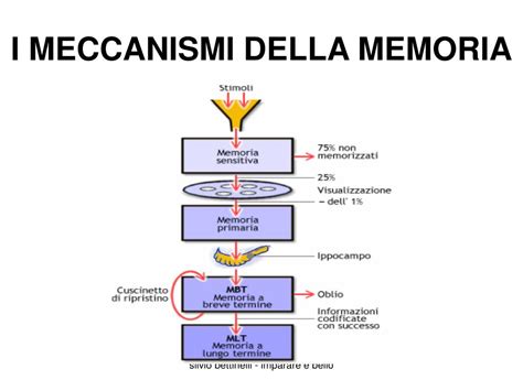 Schema sui meccanismi della memoria e dell'oblio
