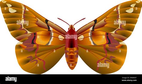 Illustrazione o foto dettagliata della falena Brahmaea europaea