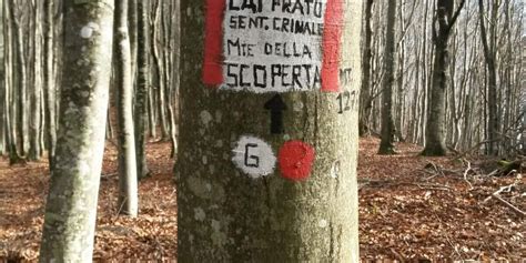 Vista panoramica dalla cima del Monte della Scoperta con foresta di faggi