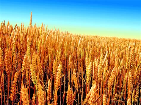 Campo di grano con piante di zizzania, con un'atmosfera che suggerisce una storia biblica